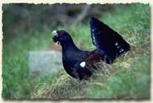 Coq de bruyre